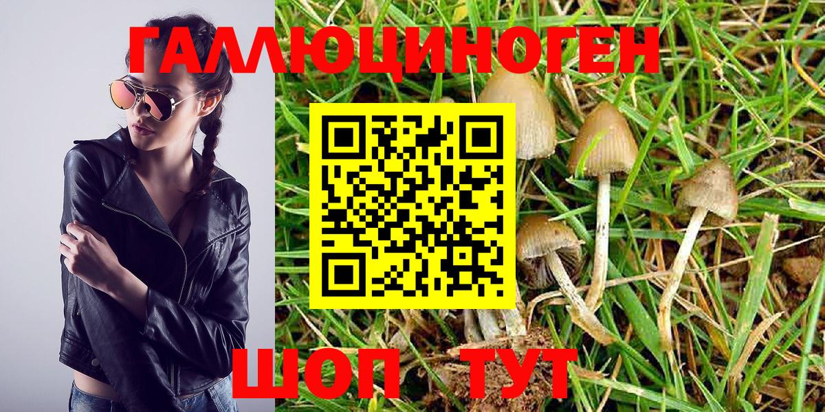Ивантеевка  Псилоцибиновые грибы MAGIC MUSHROOMS  наркошоп  Вход с VPN 